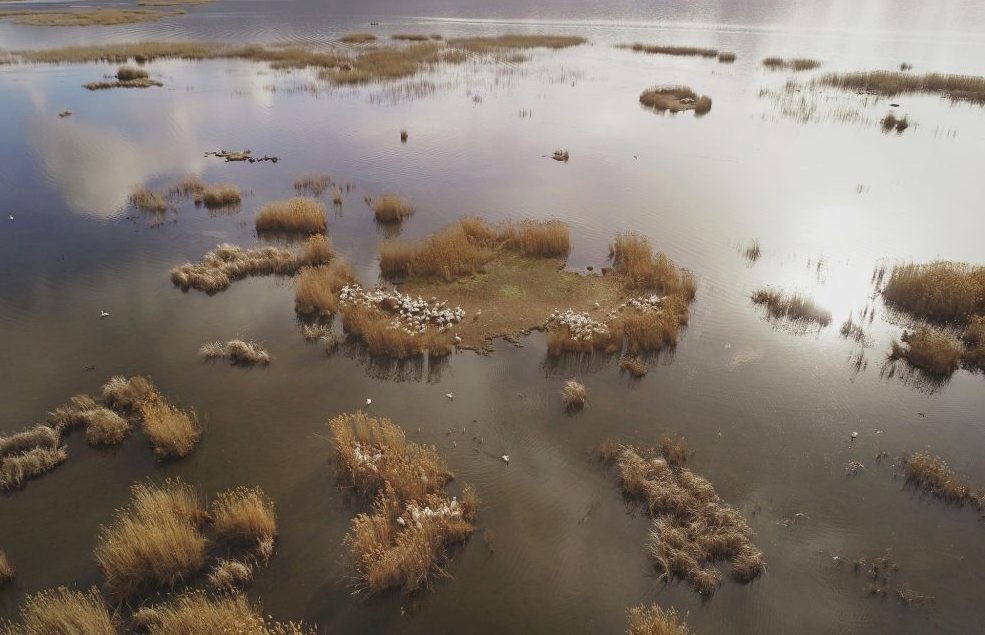 Πρέσπα: Kατέφθασαν oι πρώτοι αργυροπελεκάνοι μετά την περσινή γρίπη των πτηνών