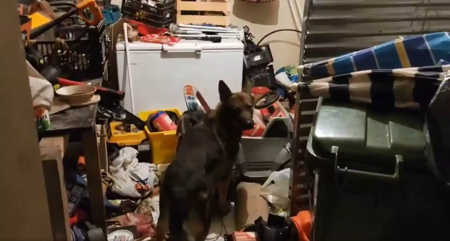 Ο αστυνομικός σκύλος “Vector” ξετρύπωσε ναρκωτικά κρυμμένα σε παιδικό αμάξι στη Θεσσαλονίκη (Video)