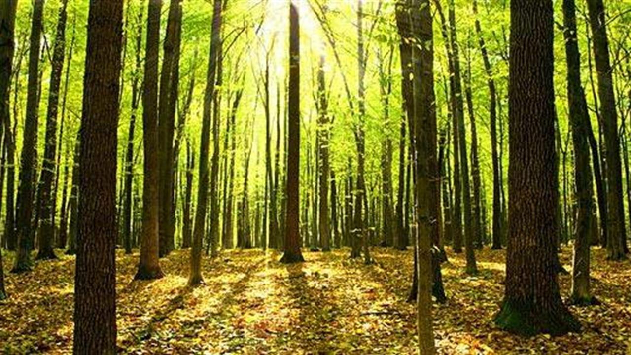 Τα δέντρα που φοράνε σακάκι