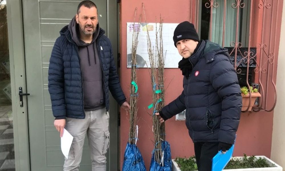 Θεσσαλονίκη: Σφενδαμόδεντρα από τον Καναδά φυτεύονται σε κάθε γωνιά της πόλης (ΦΩΤΟ)