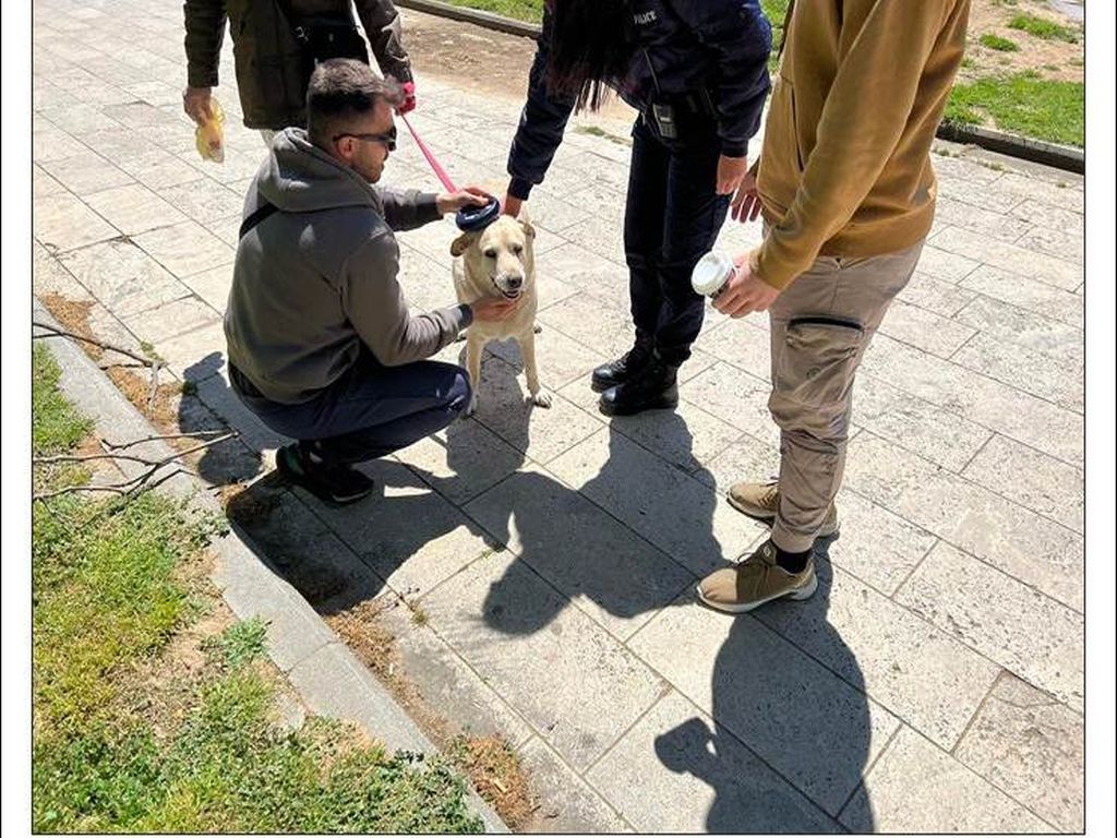 Θεσσαλονίκη: Δεκάδες πρόστιμα των 300 ευρώ για βόλτα με σκύλο χωρίς λουρί
