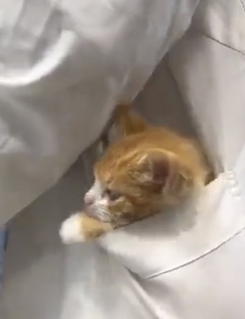 Θεσσαλονίκη: Κεραμιδί γατάκι φωλιάζει σε τσέπη φαρμακοποιού – Η συγκινητική ιστορία του (Video)