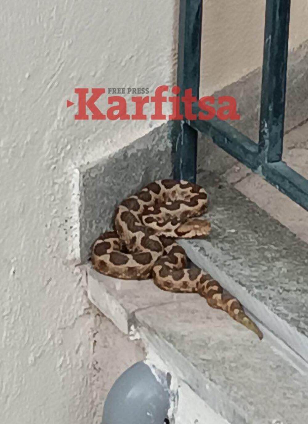 Θεσσαλονίκη: Επιχείρηση απομάκρυνσης οχιάς από οικία στο Πανόραμα (ΦΩΤΟ-Video)