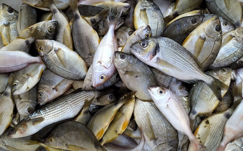«Μεμονωμένο συμβάν, δεν αποτελεί πρακτική μας ο βασανισμός ζώων», λέει η ταβέρνα για το τηγάνισμα ζωντανών ψαριών