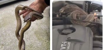 Θεσσαλονίκη: Τεράστιο φίδι είχε τυλιχθεί γύρω από το μοτέρ αυτοκινήτου (ΦΩΤΟ)