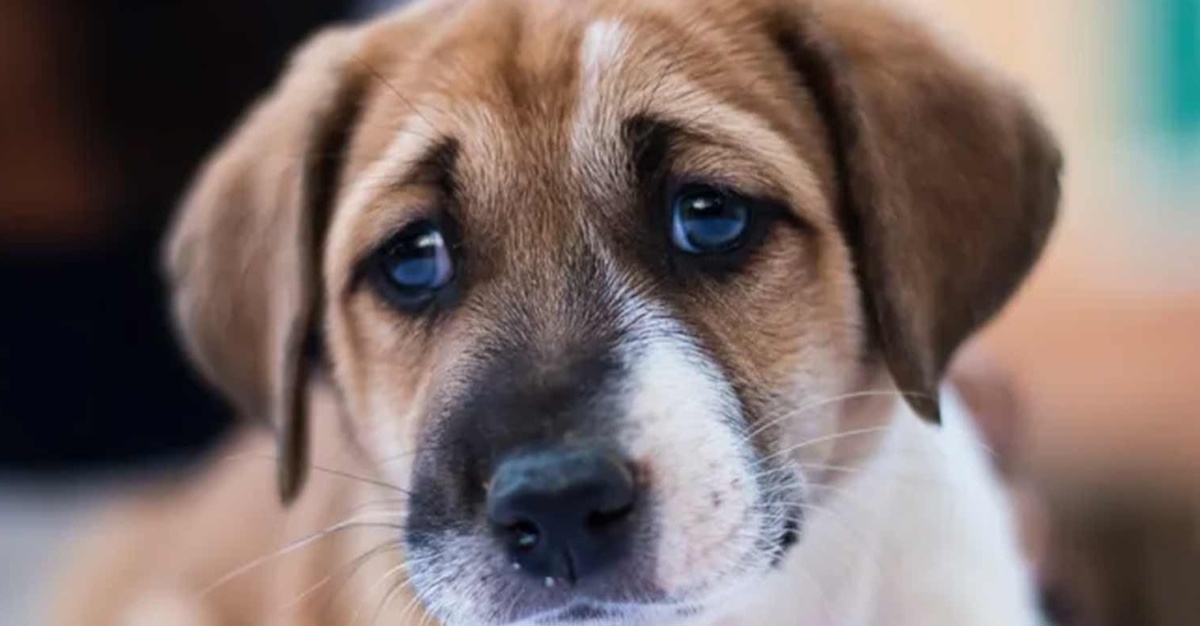 Σέρρες: Στα χέρια εισαγγελέα η κακοποίηση των κουταβιών από ανήλικα