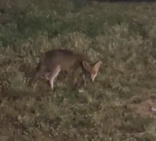 Θεσσαλονίκη: Αλεπού «κόβει» βόλτες σε πάρκο στην Πυλαία (Video)