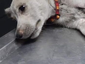 Σοκαριστική κτηνωδία: Σκύλος βιάστηκε με αιχμηρό αντικείμενο και πέθανε με φριχτό τρόπο (ΦΩΤΟ)