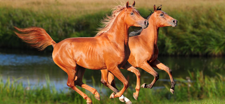 Θεσσαλονίκη: Αναστάτωση από άλογα που έτρεχαν στην Μουδανιών