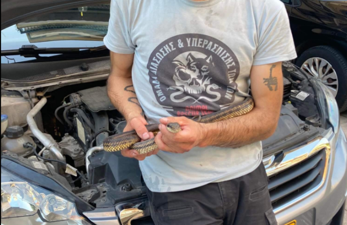 Θεσσαλονίκη: Φίδι τρύπωσε σε καπό αυτοκινήτου