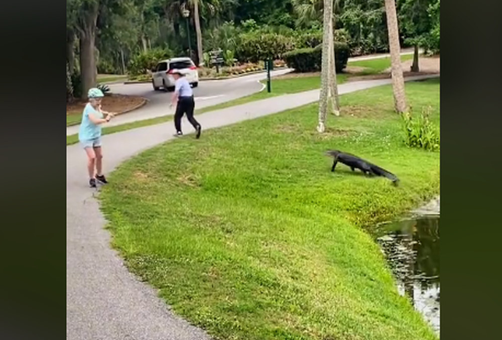 Αλιγάτορας άρχισε να κυνηγάει ψαρά (Video)