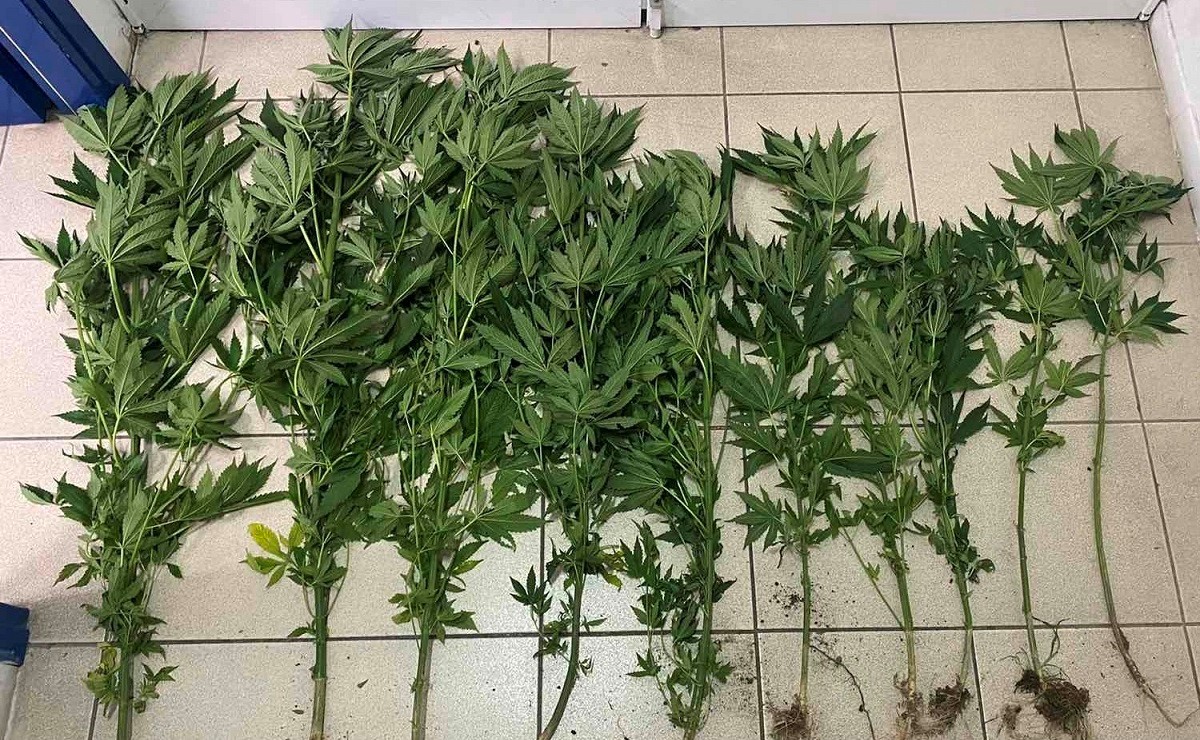 Καλλιεργούσε κάνναβη ύψους 1,5 μέτρου