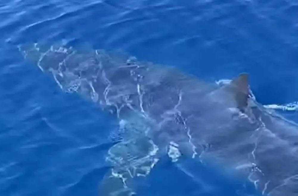 Καρχαρίας κολυμπά μπροστά σε σκάφος στη Ζάκυνθο (Video)