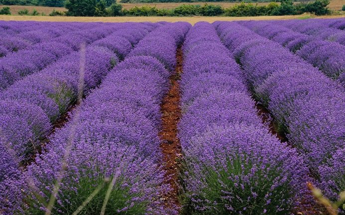 Μαγευτικό το τοπίο στις Σέρρες με τις ανθισμένες λεβάντες (ΦΩΤΟ)