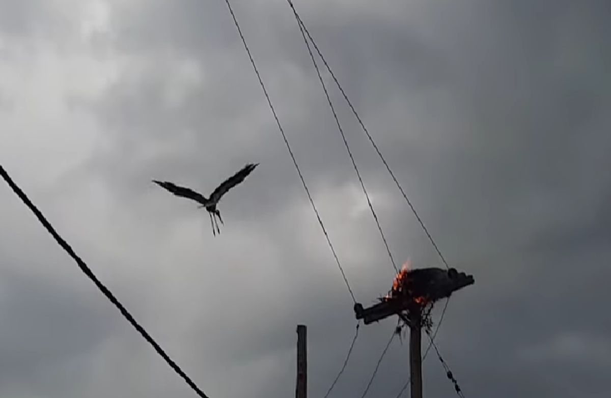 Σέρρες: Φωτιά σε κολόνα της ΔΕΗ – Κάηκαν μικροί πελαργοί (Video)