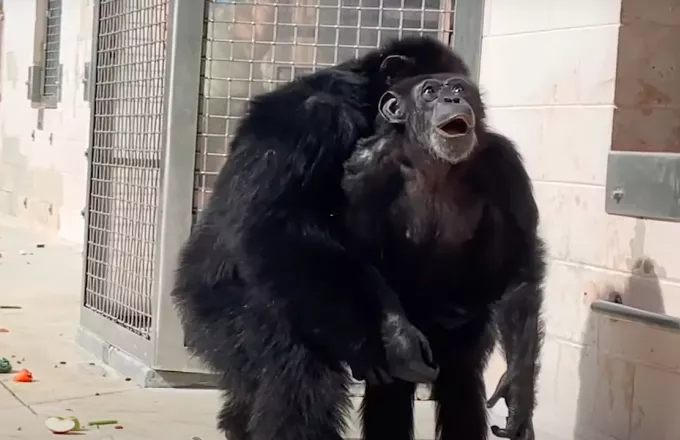 Συγκινητικό βίντεο: Η στιγμή που χιμπατζής βλέπει τον ουρανό για πρώτη φορά