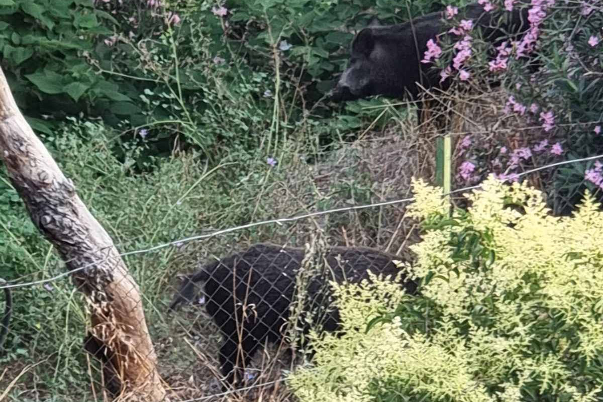 Θεσσαλονίκη: Αγέλη αγριογούρουνων εμφανίστηκε από το δημοτικό σχολείο Αγ. Παύλου (Video)