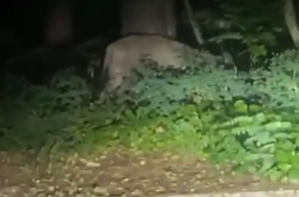 Λιοντάρι κυκλοφορεί ελεύθερο στο Βερολίνο (Video)