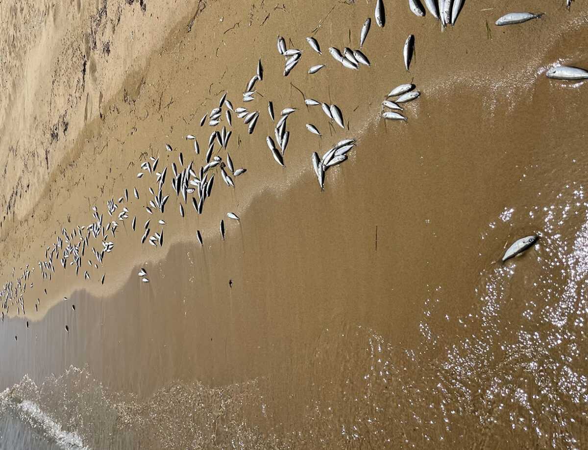 Καβάλα: Χιλιάδες νεκρά ψάρια ξεβράστηκαν στην παραλία (ΦΩΤΟ+Video)