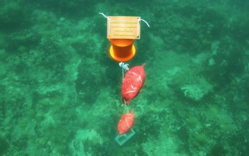 Θεσσαλονίκη: Καμία πίνα ζωντανή σε περιοχές του Θερμαϊκού και της Χαλκιδικής