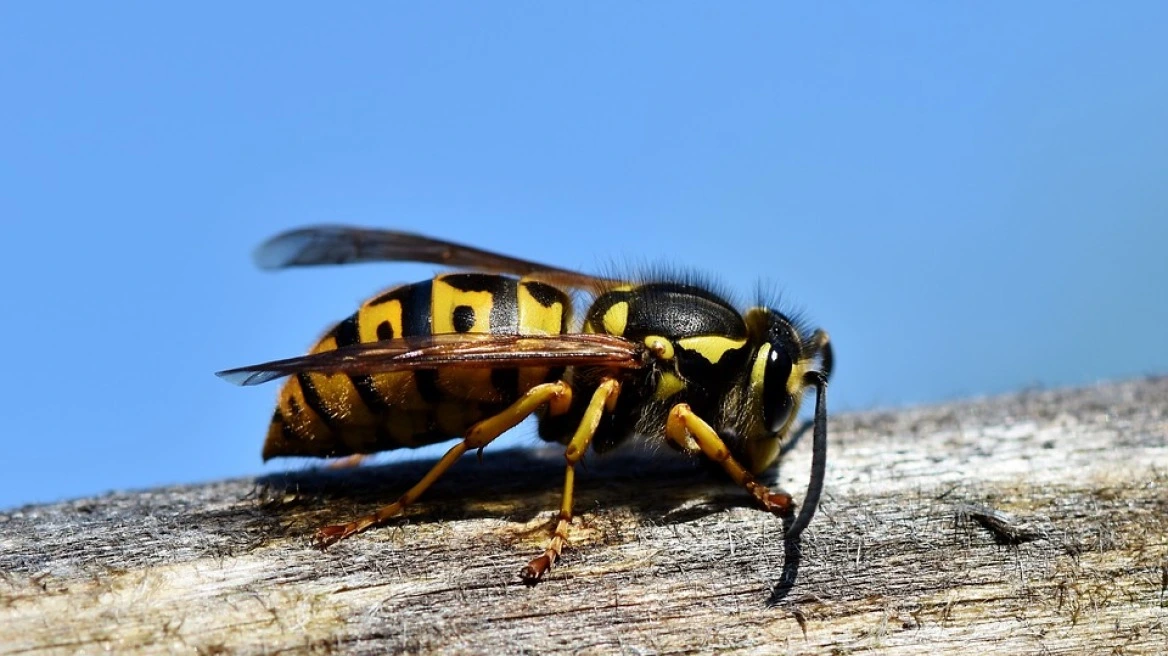 Απίστευτη περιπέτεια για 4χρονο που κατάπιε σφήκες – Είχαν πέσει στην πορτοκαλάδα του