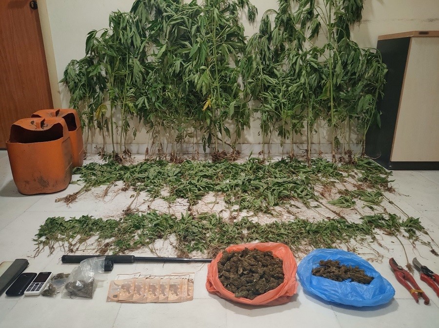 Θεσσαλονίκη: Εντοπίστηκε φυτεία με εκατοντάδες δενδρύλλια κάνναβης (ΦΩΤΟ-Video)