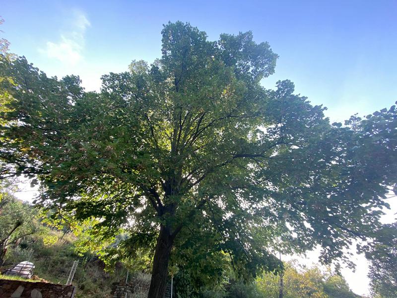 Θεσσαλονίκη: Νεαρός ξεριζώνει δέντρο – Πολίτης αντιδράει (Video)