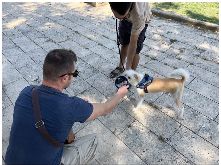 Θεσσαλονίκη: Πρόστιμα ύψους 12.700 ευρώ σε κηδεμόνες ζώων το τελευταίο δίμηνο