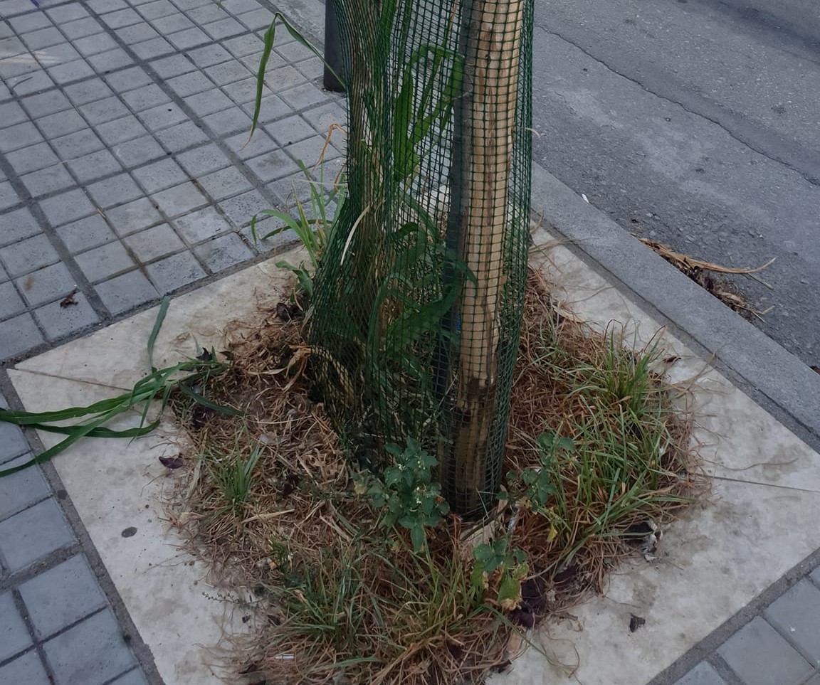 Θεσσαλονίκη: Συνθήκες… ερήμου Σαχάρα για τα δέντρα στο κέντρο της πόλης (ΦΩΤΟ)