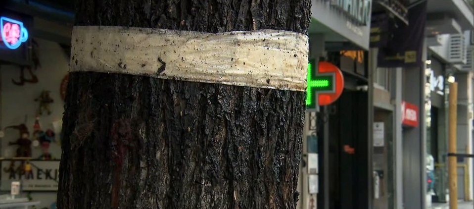 Θεσσαλονίκη: Έντομο κατατρώει τις φτελιές στο πάρκο του κέντρου (Video)