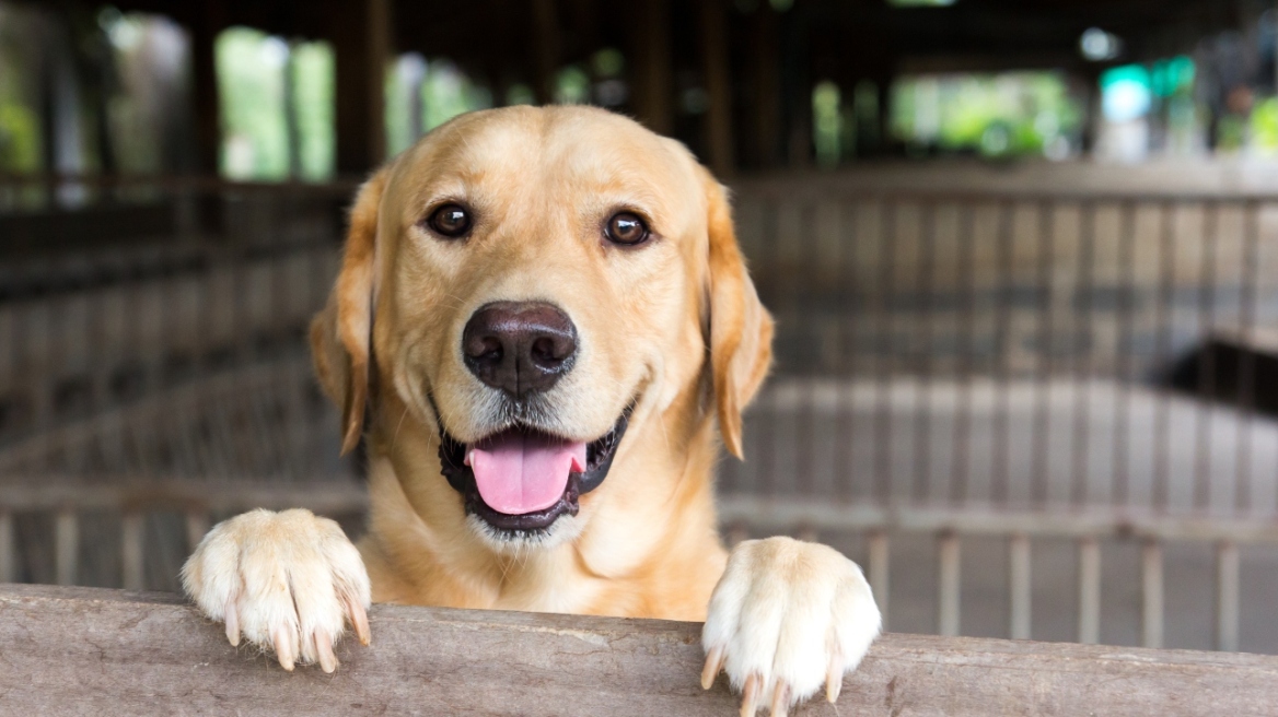 4 πράγματα που πρέπει να γνωρίζετε για τα υπέροχα Λαμπραντόρ Ριτρίβερ