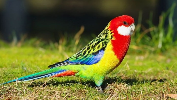 Ένας κατοικίδιος μπλε παπαγάλος παραλίγο να γίνει μασκότ ποδοσφαιρικής ομάδας