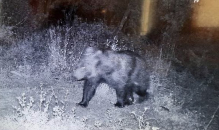Αρκούδα “βγήκε βόλτα” στην Καβάλα (ΦΩΤΟ)