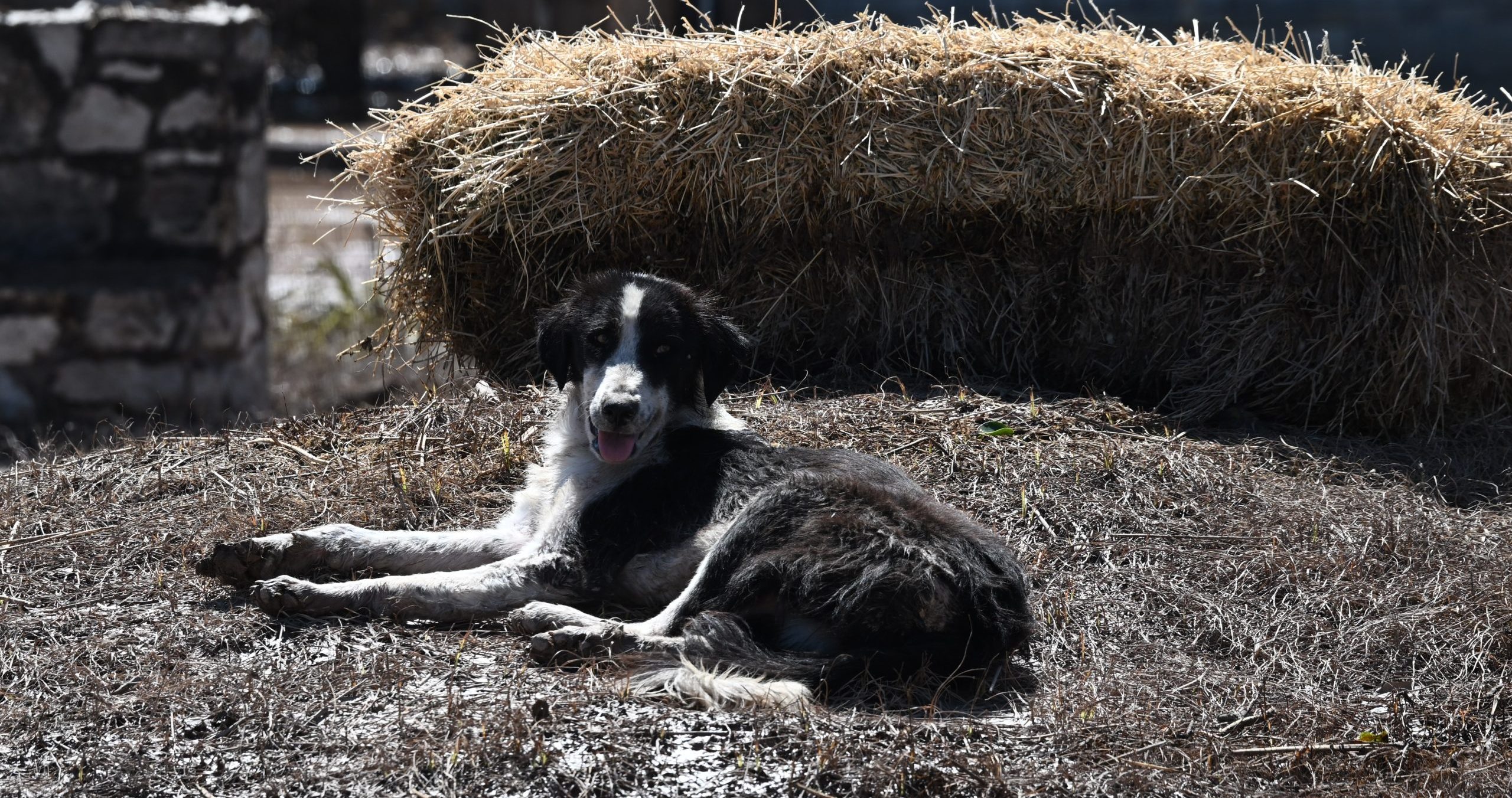 Κακοκαιρία Daniel: Τα σοβαρά νοσήματα στα κατοικίδια που αναμένεται να είναι σε έξαρση τα επόμενα χρόνια – Καμπανάκι από τους κτηνιάτρους