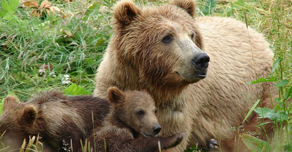 Οικογενειακή “βόλτα” για αρκούδα με το αρκουδάκι της σε περιοχές των Σερρών