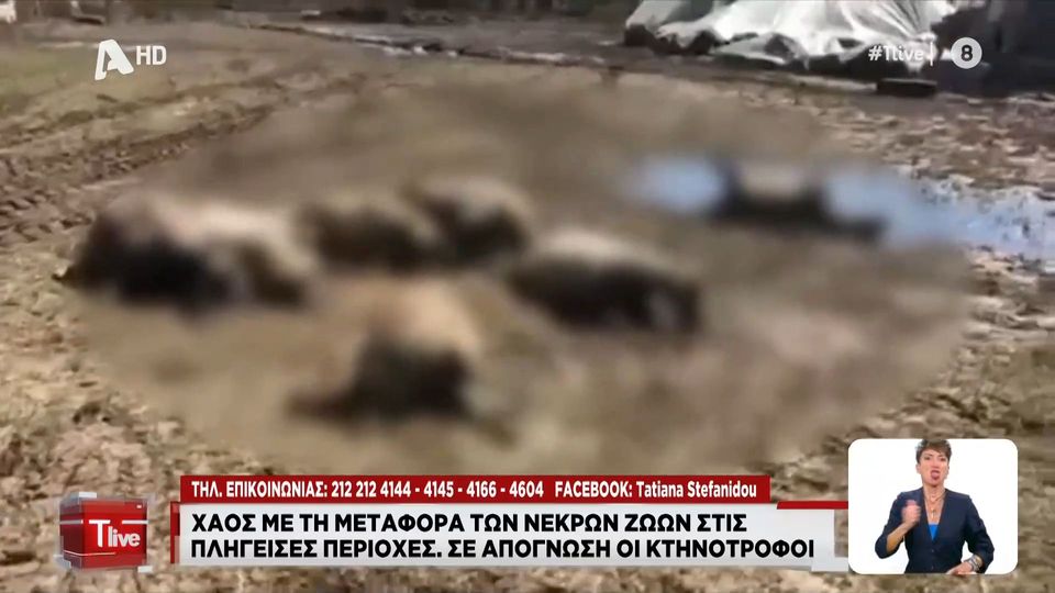 Θεσσαλία: Υγειονομική βόμβα τα νεκρά ζώα στις πληγείσες περιοχές – Κάτοικοι τα μεταφέρουν με γυμνά χέρια (Video)
