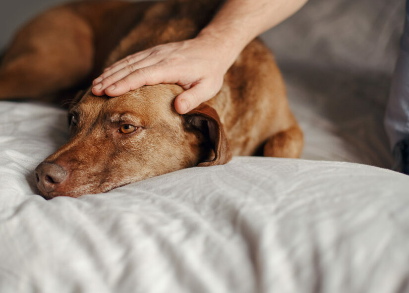 Αυτή είναι η ανθρώπινη συμπεριφορά που απογοητεύει τον σκύλο σας