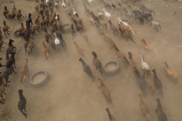 Σέρρες: Ο «πατέρας» με τα 1.000 άλογα στα Άνω Πορόια (ΦΩΤΟ+Video)
