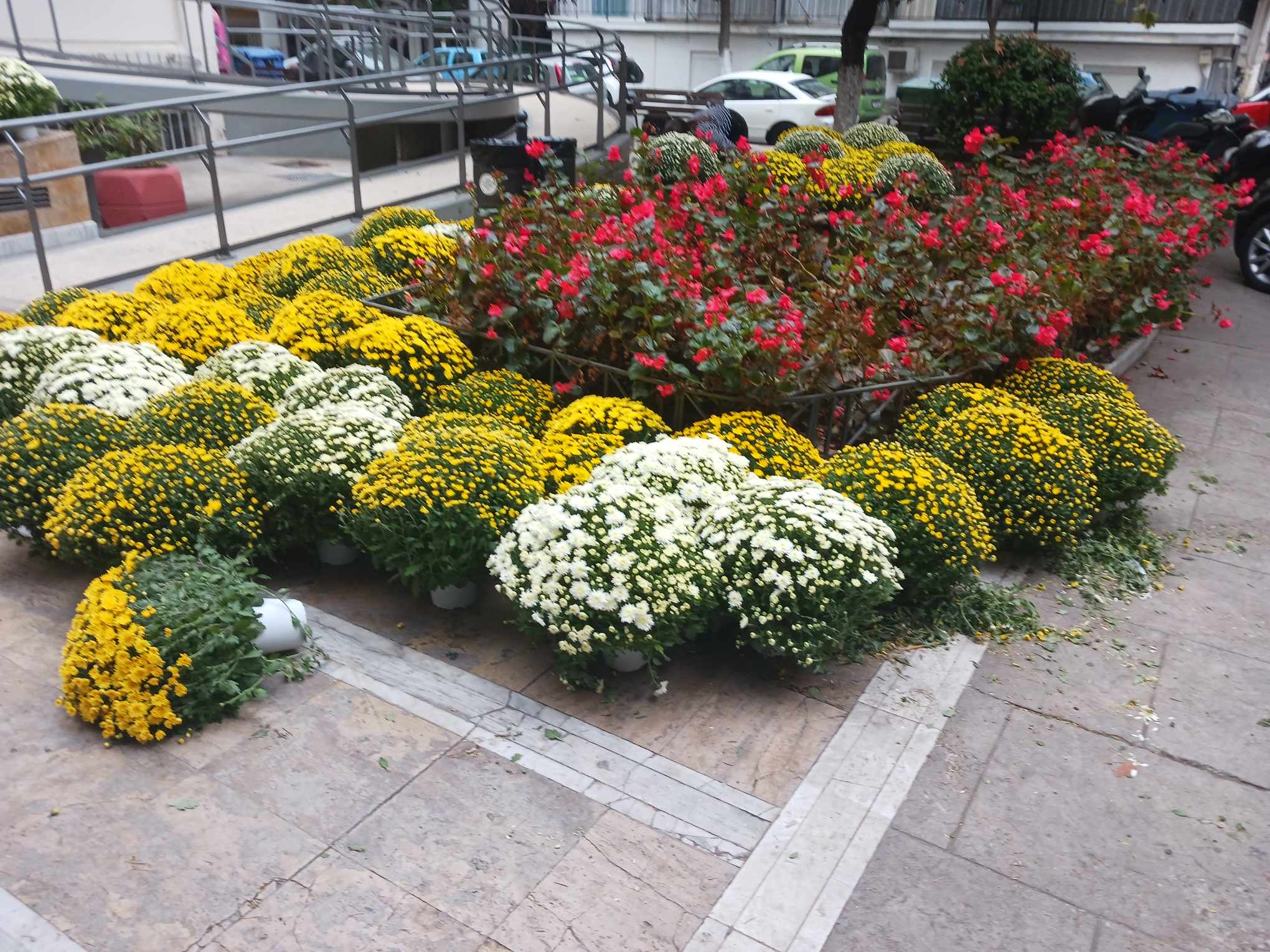 Θεσσαλονίκη: Ξεκίνησαν οι φυτεύσεις με εποχικά λουλούδια στον Δ. Αμπελοκήπων – Μενεμένης