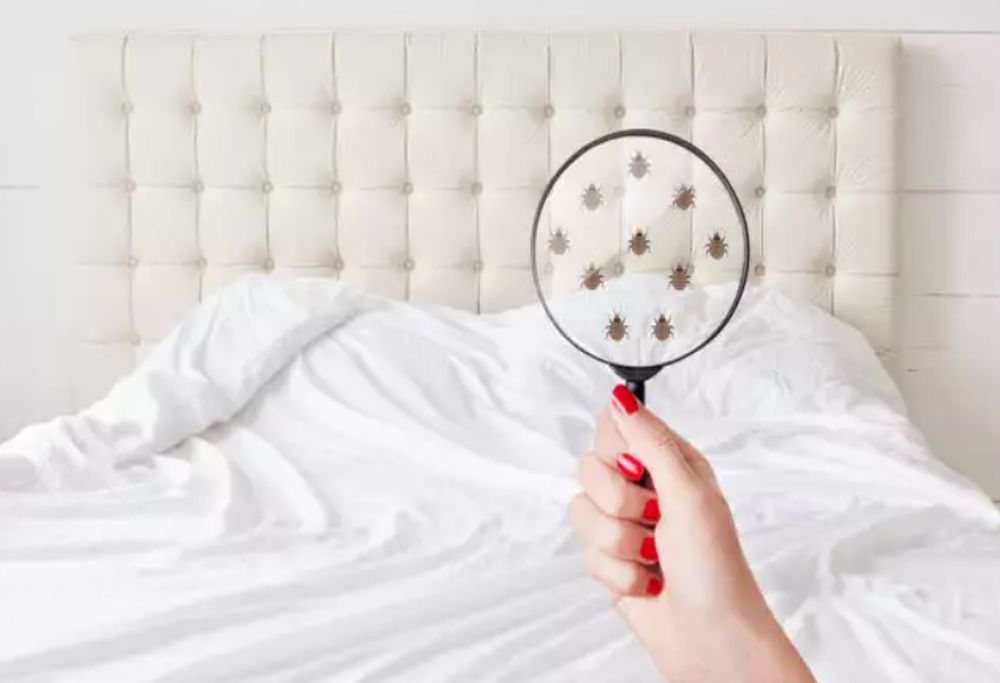 Κοριοί: Τι προκαλούν αν σας τσιμπήσουν και πώς να απαλλαγείτε οριστικά