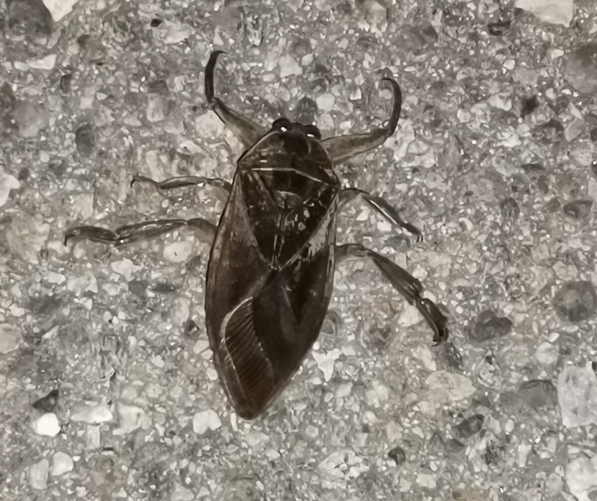 Λιθόκερος: Εμφανίστηκε ξανά το δηλητηριώδες έντομο – γίγας