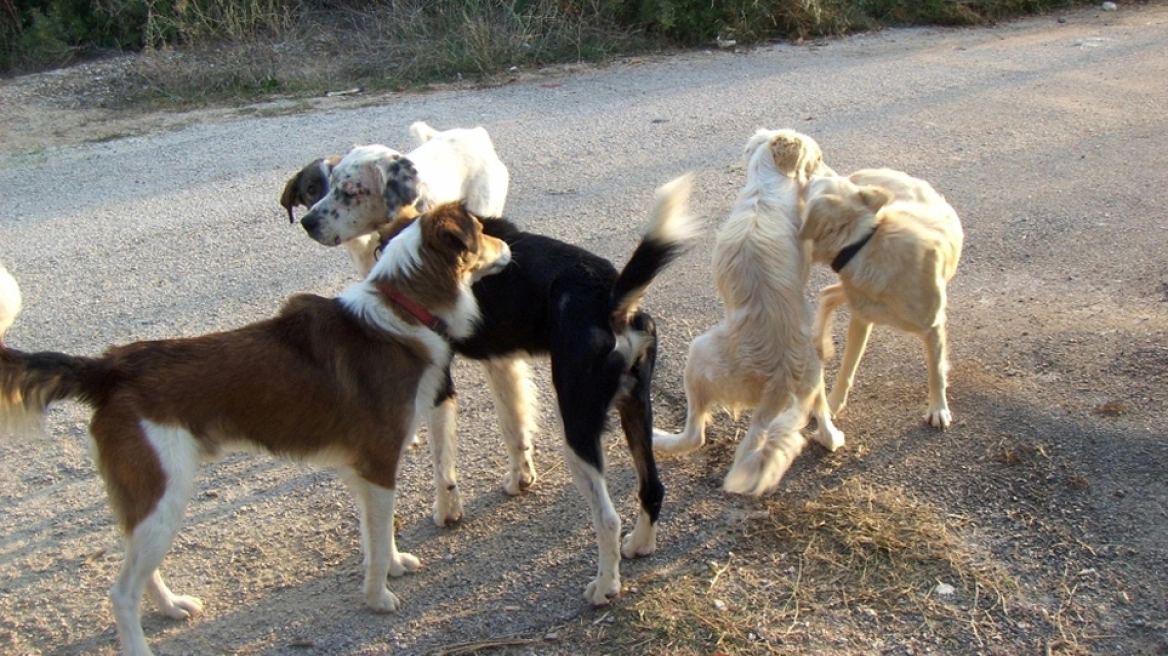 Θεσσαλονίκη: Δύο 90χρονοι καταδικάστηκαν με τριετή αναστολή για τη λειτουργία κολαστηρίου ζώων (ΦΩΤΟ)