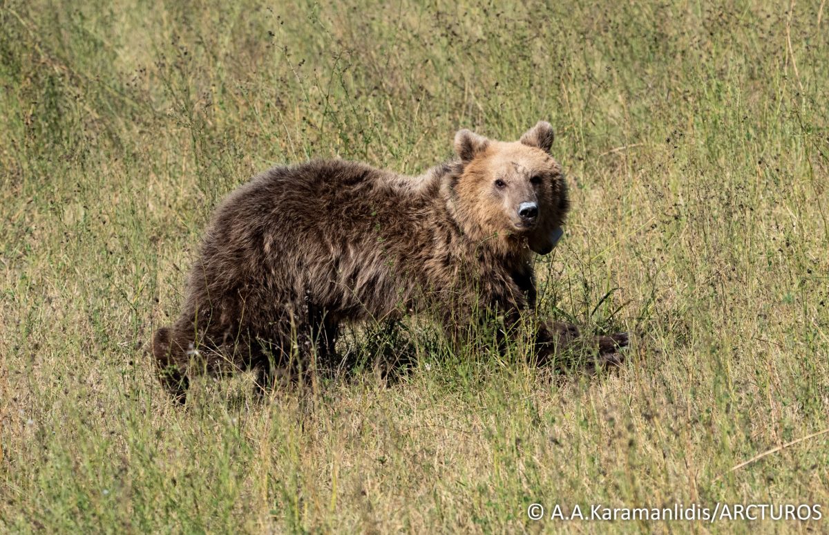 Η Γλύκα ξανά στο δάσος! Επανένταξη αρκούδας από τον «Αρκτούρο»