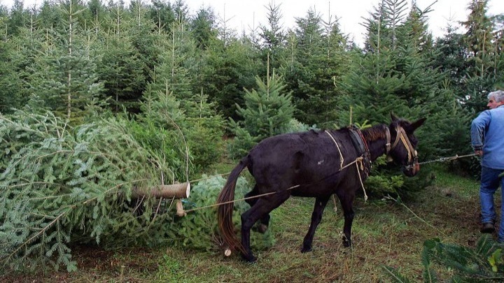 Χαλκιδική: Φωταγώγηση του ελάτου ύψους δεκατριών μέτρων αύριο στον Ταξιάρχη