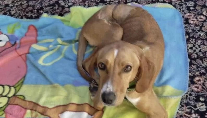 Υιοθετήθηκε η Νίκη, το σκυλάκι στη Χαλκιδική που ήταν τυλιγμένο με σύρμα στην κοιλιά
