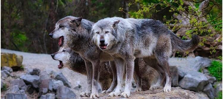 Αγέλη λκύκων εμφανίστηκε σε περιοχή των Σερρών – Ανάστατοι οι κτηνοτρόφοι και οι κάτοικοι