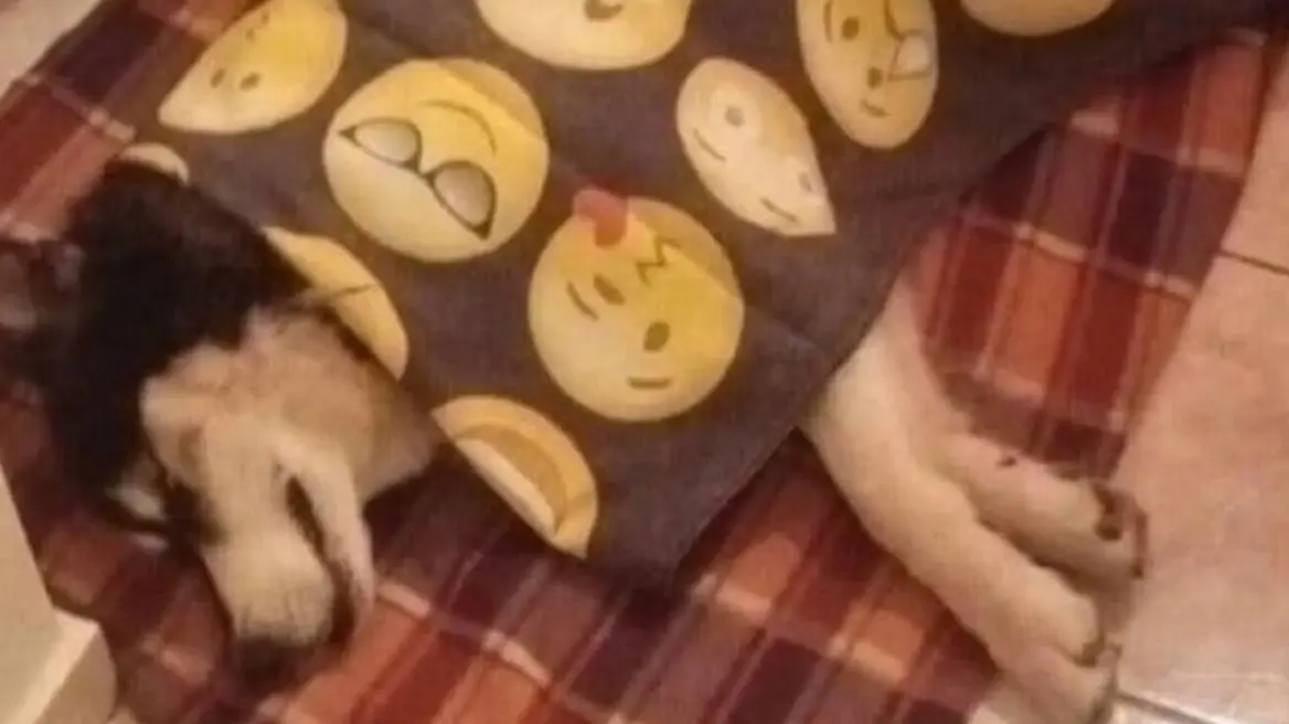 «Είναι ψυχοπαθής, πρέπει να βρούμε τον δολοφόνο», λέει ο δήμαρχος Αράχωβας για τον κακοποιητή του Όλιβερ (Video)