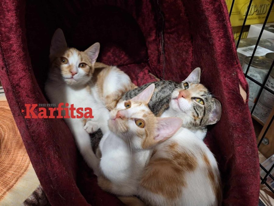 Βόλτα στο πρώτο cat shop της Θεσσαλονίκης - Μια όαση για τους απανταχού cat lovers