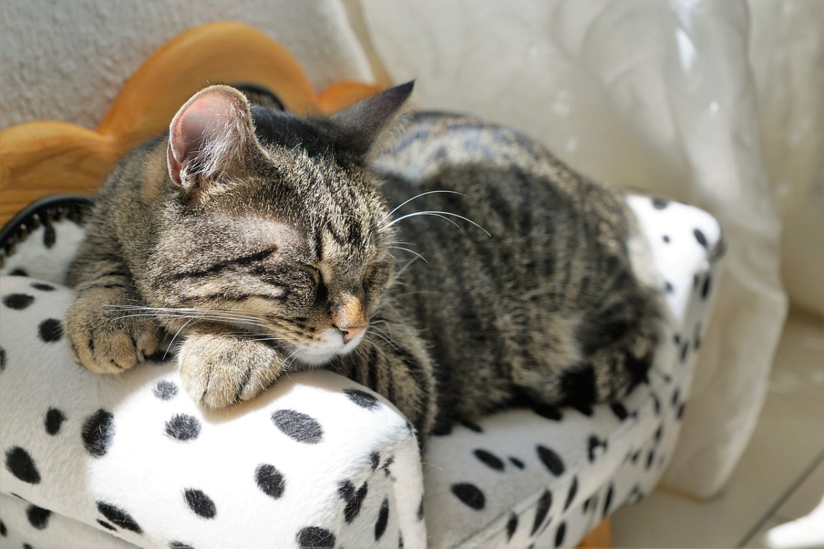 Θεσσαλονίκη: Από τις 21 Ιανουαρίου σε ισχύ η στείρωση των ιδιόκτητων ζώων στον Δήμο Νεάπολης-Συκεών