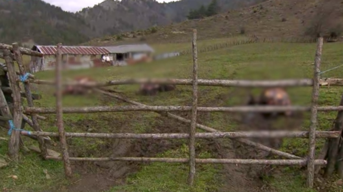 Τα έσφαξαν και μετά τα ξεκοκκαλίσανε, λέει ο ιδιοκτήτης των αλόγων στη Σαμαρίνα